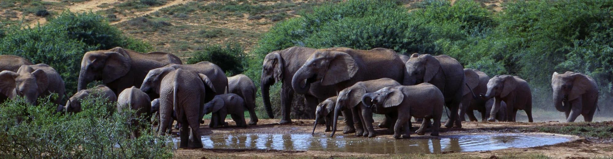 Shamwari Wildreservat, Südafrika