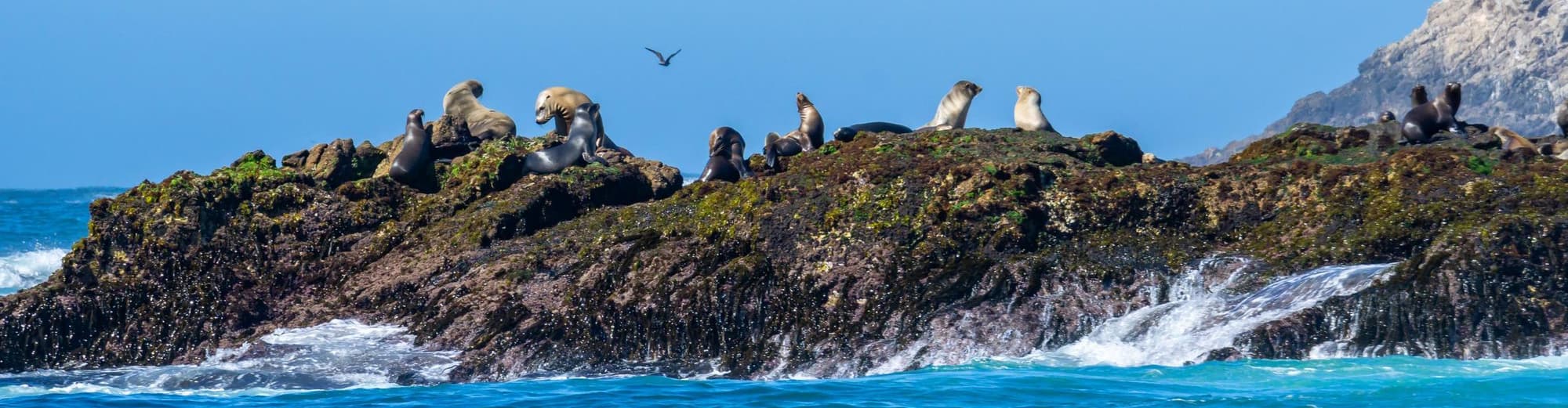 فارالون, پاناما