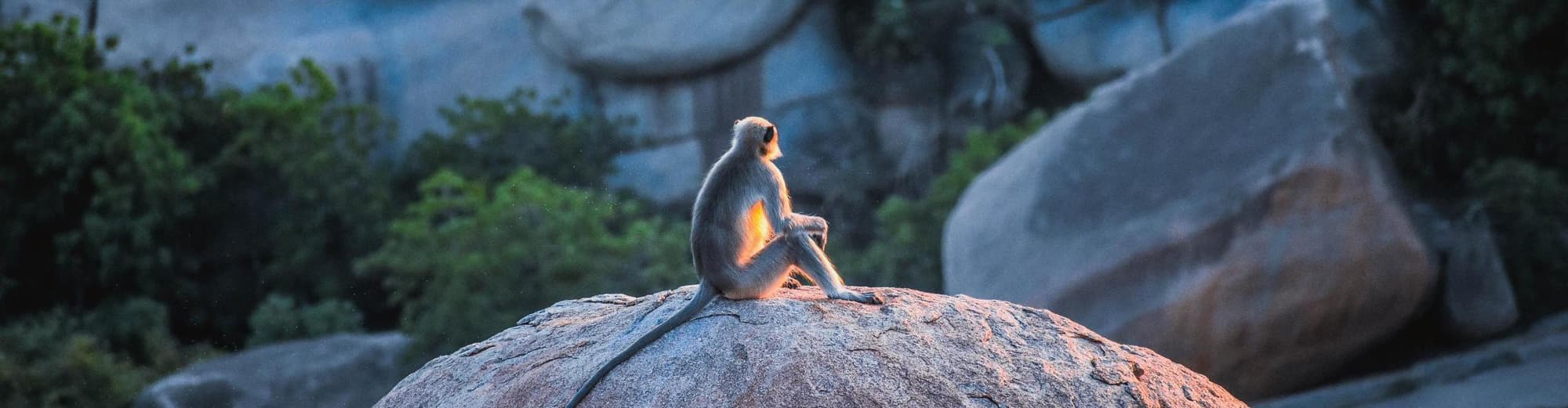 Parco Nazionale di Kibale, Uganda