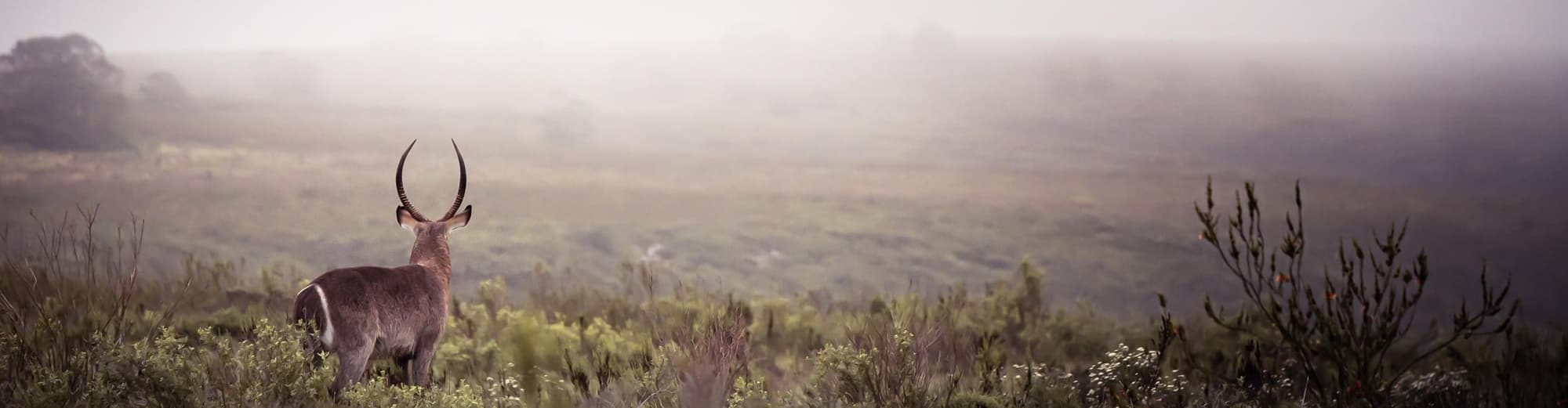 Gondwana Wildreservat, Südafrika