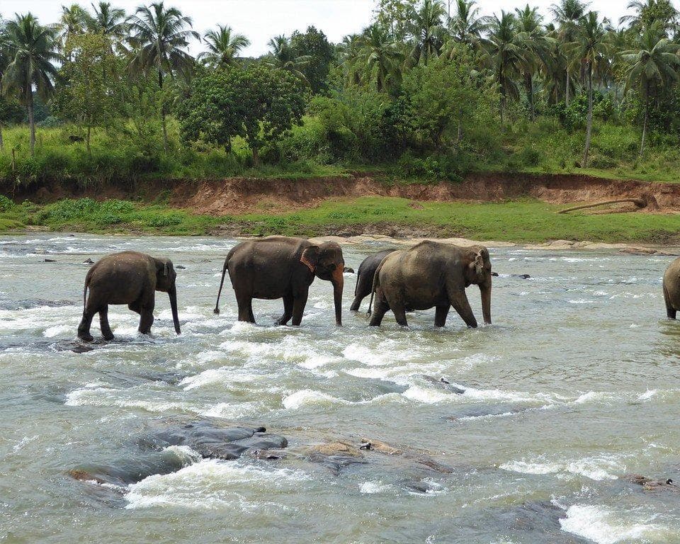 Pinnawala, Sri Lanka
