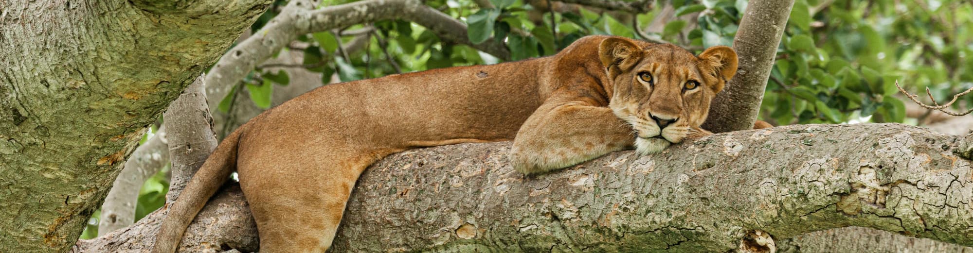 Parque nacional de la Reina Isabel, Uganda
