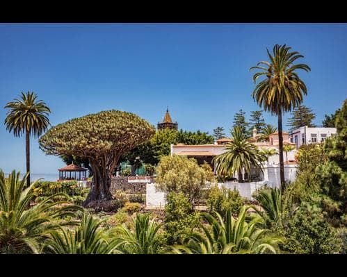 Icod de los Vinos, España