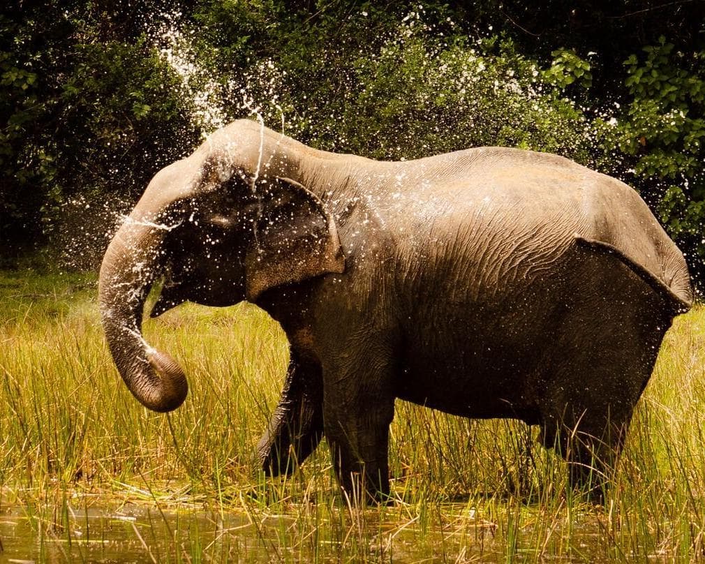 Parque Nacional Wilpattu, Sri Lanka