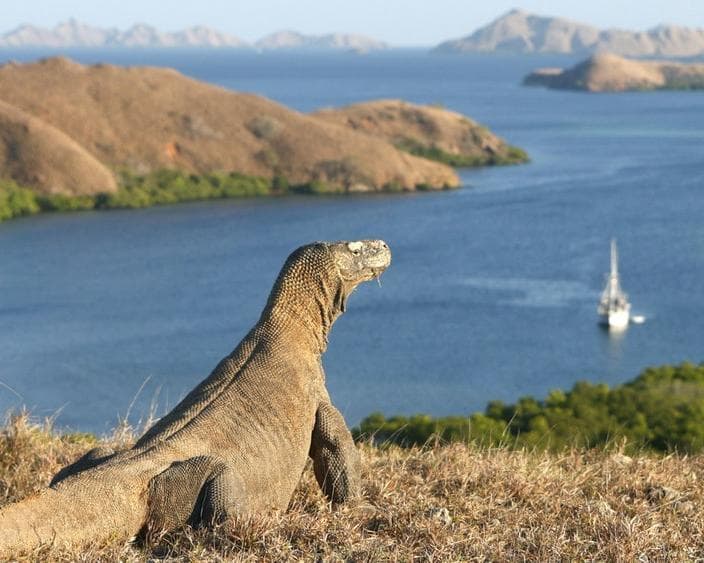 Ilha Komodo, Indonésia