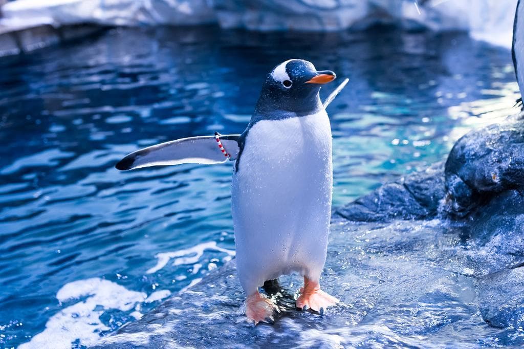 The Whittington & Cat, General view