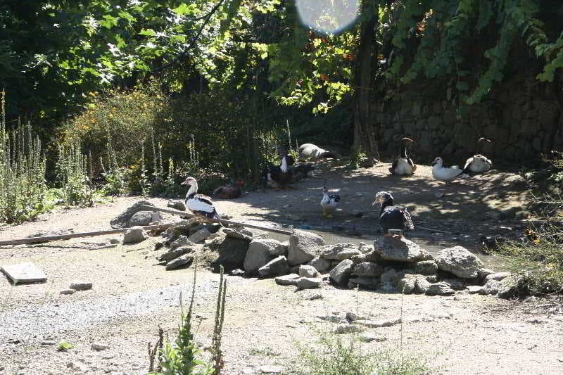 Maria da Fonte, Sports and Entertainment