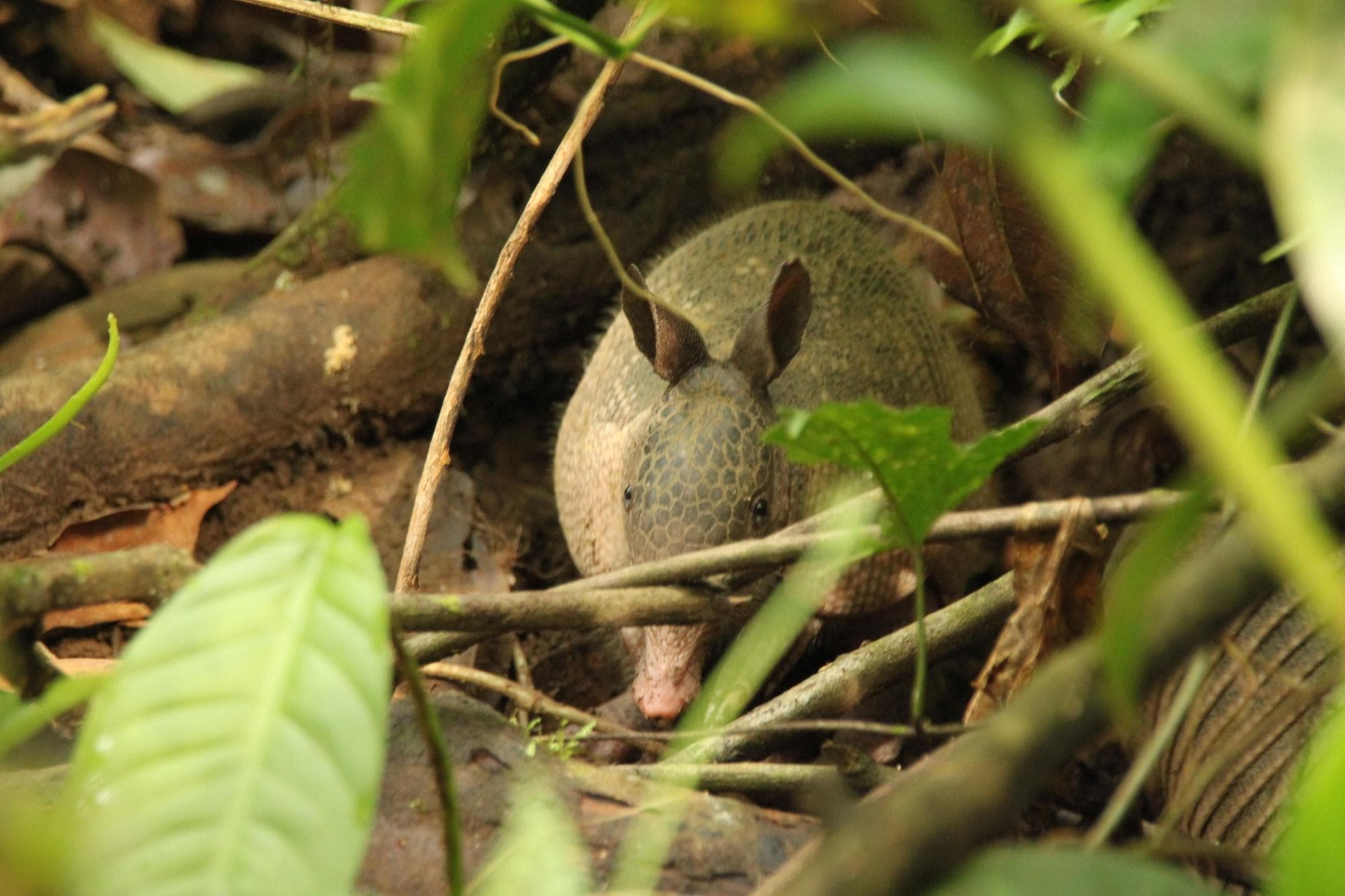 Heliconia Island, General view