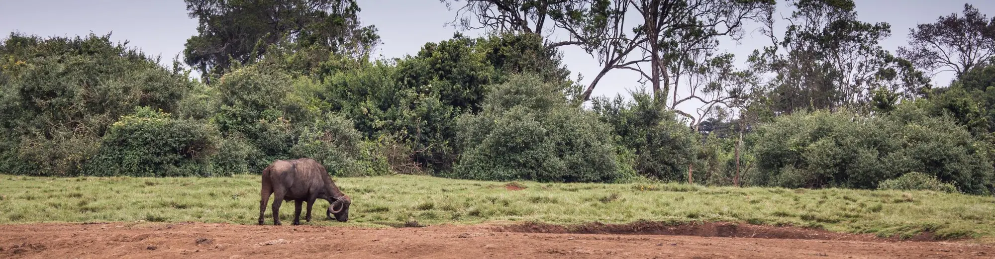 Aberdaren kansallispuisto, Kenia