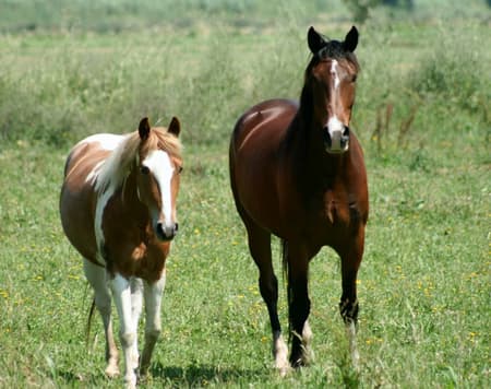 Horseback Riding in the Padule di Fucecchio Natural Reserve 