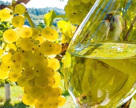 Emilia in a glass: wine experience 