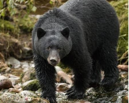 Bear Watching