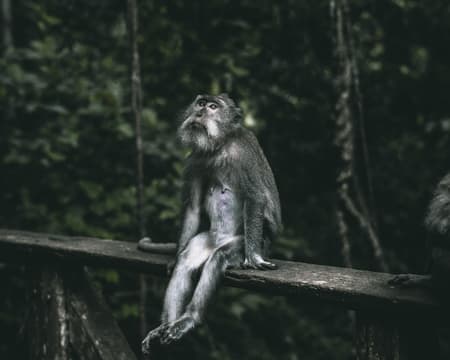 Ganztägige Erkundungstour durch das Herz von Bali