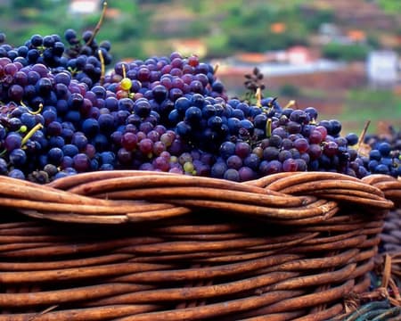 Dal Primitivo al Negroamaro: Wine tasting in Puglia