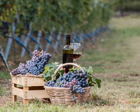 Expérience du vin Valpolicella entre saveur et goût