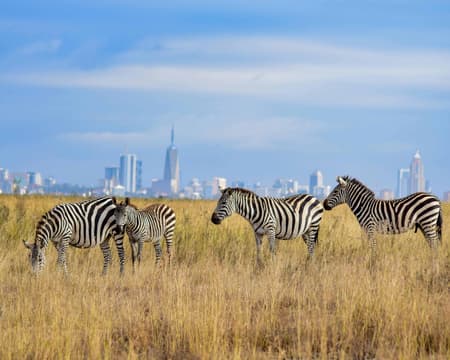 Safari Nairobi National Park Tour