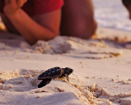 TOUR LIBERACIÓN DE TORTUGAS CON TRANSPORTACIÓN (PU)