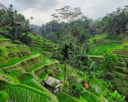 Ubud, Monkey Forest, Tegalalang Reisfelder mit Swing