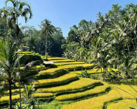 Reisfeld-Trekking und Aussichtspunkt für den Sonnenuntergang am Gembleng-Wasserfall mit Komang