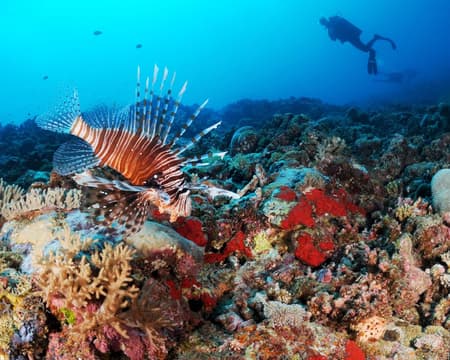 Dykpaket Mayotte (7 nätter / 8 dagar; 10 dyk)
