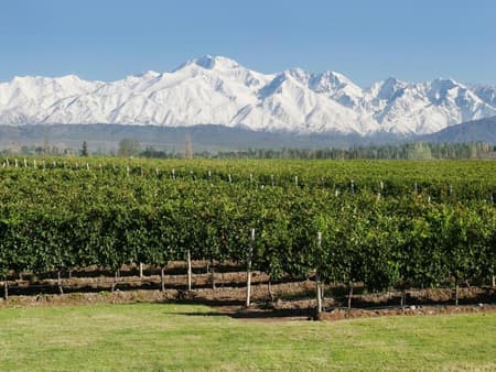 Tour de medio día por las bodegas de Mendoza
