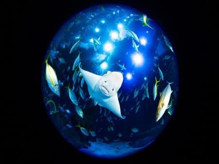 Aquarium Poema del Mar - Entrée