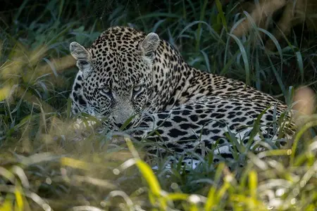 Sabie Game Reserve Sunset Safari Tour con aperitivi serali