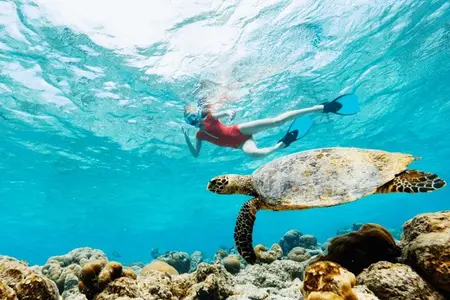 Maurício: nadar com tartarugas e excursão gastronômica em Port Louis Street
