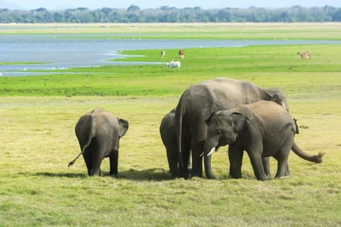 The Local Way - Sri Lanka