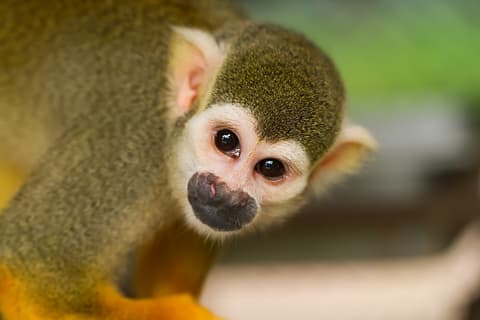 Costa Rica: Amor en la Selva