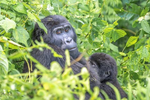 Panorama de Uganda Safari y Experiencia Comunitaria en Buhoma