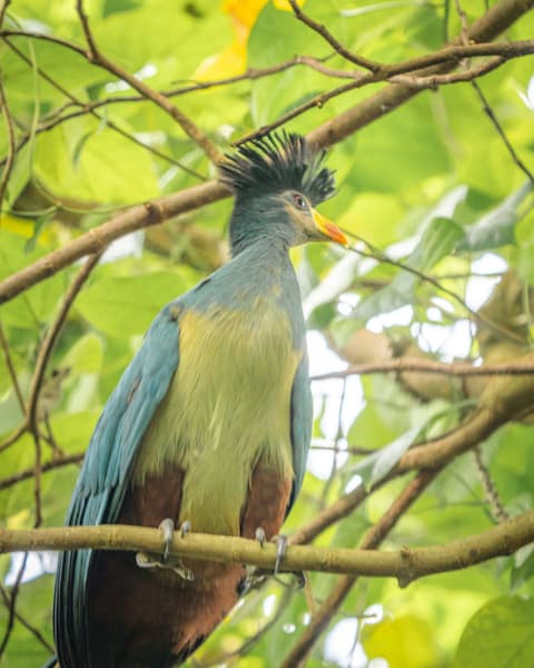 Panorama de Uganda Safari y Experiencia Comunitaria en Buhoma