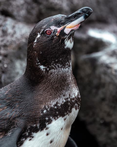Santa Cruz y San Cristobal Combinado 5 dias