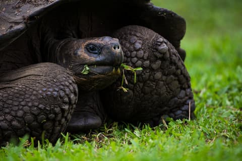Quito, Santa Cruz and San Cristobal Combined 8 days (Galapagos)