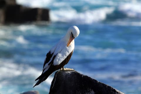 Galápagos in Grande: 9 Days of Adventure in the Most Iconic Islands