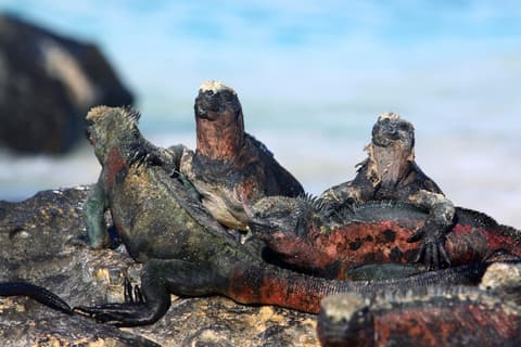 Galápagos in Grande: 9 Days of Adventure in the Most Iconic Islands