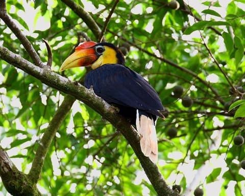 Safari "Borneo Explorer" 