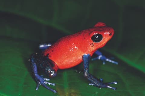 Rundreise "Höhepunkte Costa Ricas"  (ab San José/an Guapiles)