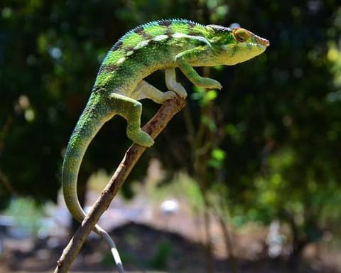 Selbstfahrer-Rundreise "Le petite tour de l'ile"