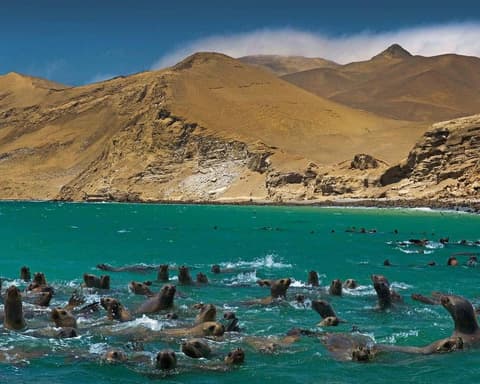 Paracas Enigmático 02 Días / 01 Noche 