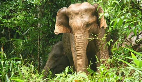 Kurztour "Khao Yai Nationalpark"