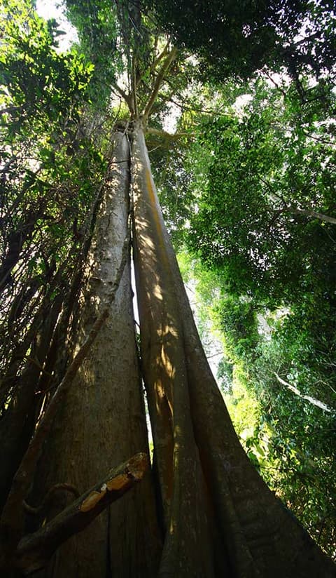 Kurztour "Khao Yai Nationalpark"