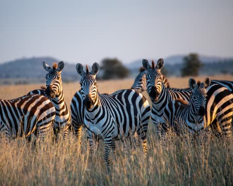 Safari "Tarangire Nationalpark" 