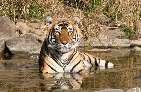 Rundreise "Buntes Rajasthan mit Ranthambore"