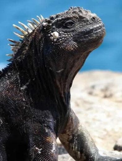 Standortrundreise "Galapagos Island Discovering" (ab/bis Santa Cruz)