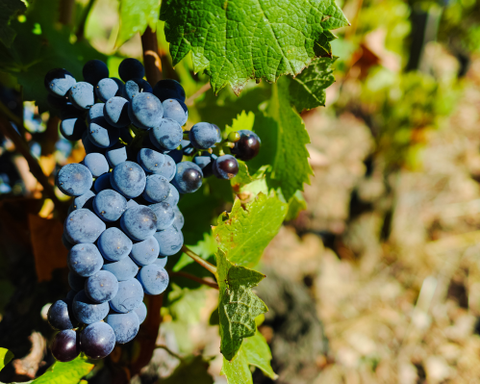 Bordeaux: where wine meets history November 7-10