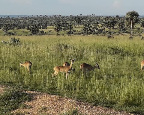 GORILAS Y CHIMPANCES EN UGANDA (Sábado)