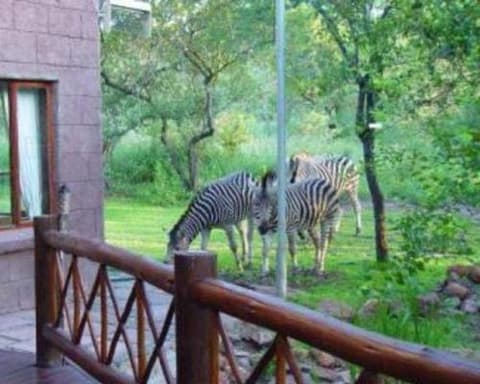 Safari Abenteuer pur_Kurztrip Kruger & Panorama Route - Mittelklasse