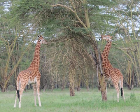 Extension a Nakuru/Maasai Mara