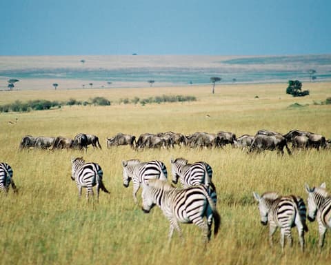 Sabanas de Kenia y Tanzania